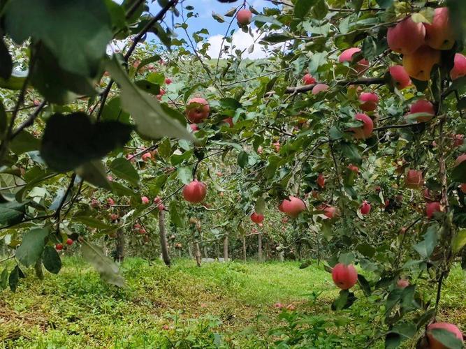 贵州遵义9月水果，仁怀水果种植基地。 贵州遵义9月水果，仁怀水果种植基地。 土壤施肥