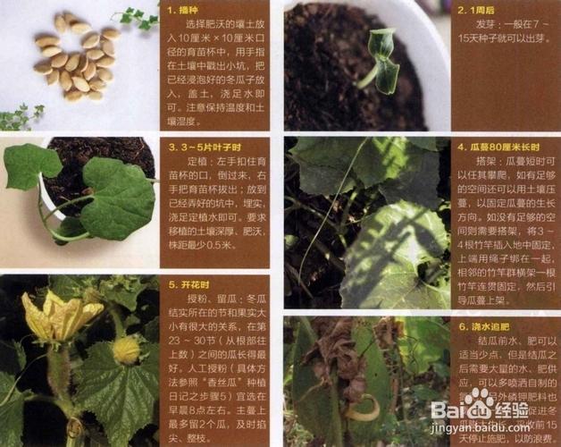 东东农场要如何重新种植，水果种植过程。 东东农场要如何重新种植，水果种植过程。 蔬菜种植