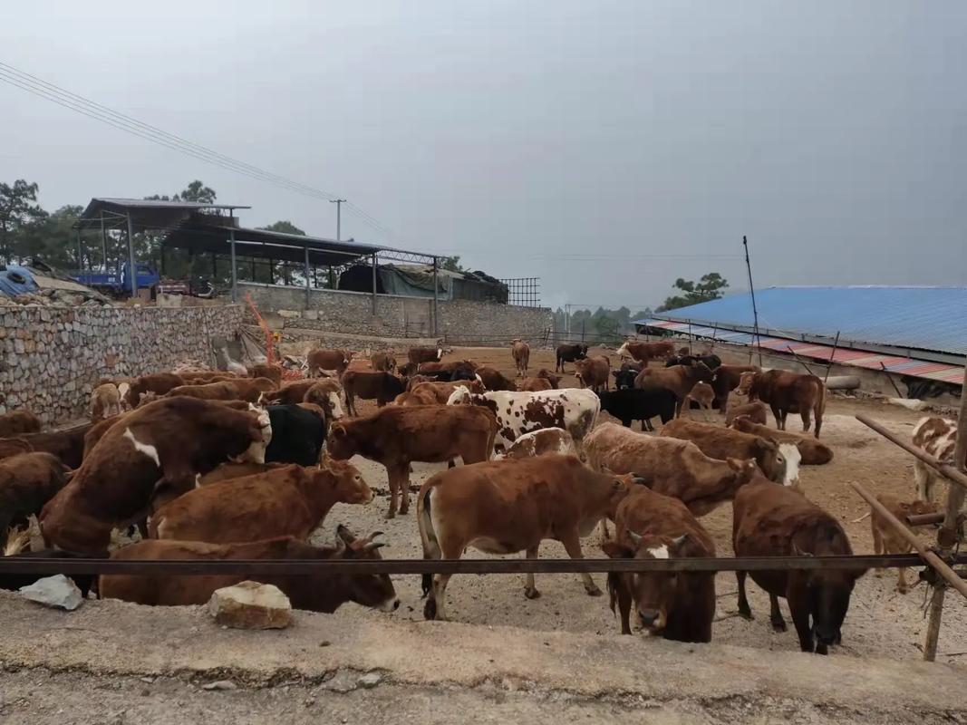 平罗县家禽养殖基地,罗平县养殖场有哪些。 平罗县家禽养殖基地,罗平县养殖场有哪些。 家禽养殖