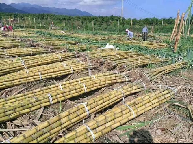 中国甘蔗主产区，湛江水果甘蔗种植面积。 中国甘蔗主产区，湛江水果甘蔗种植面积。 水果种植