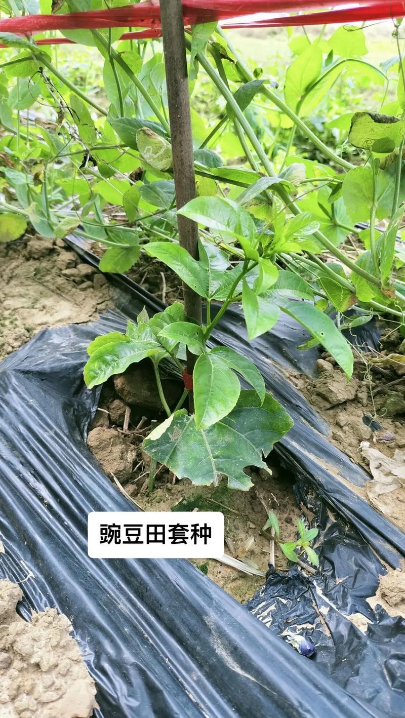 百香果如何种植,百香果种植技术教育视频，。 百香果如何种植,百香果种植技术教育视频，。 土壤施肥