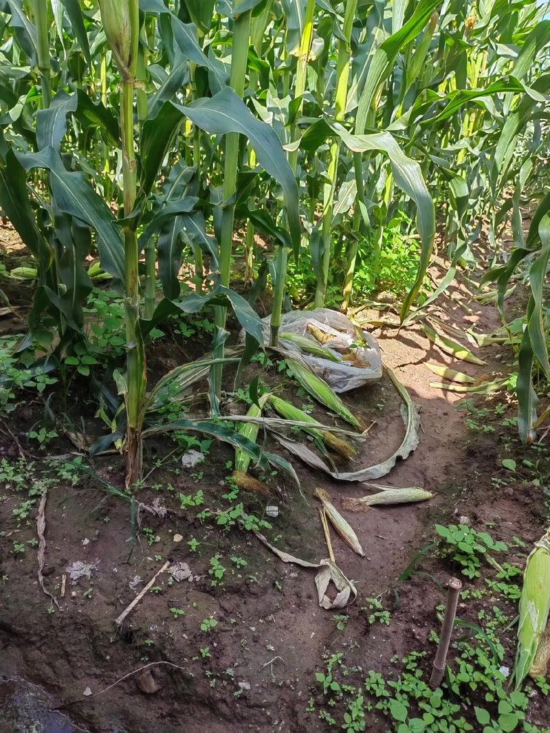 东北适合种植水果玉米吗，东北水果盆栽种植时间。 东北适合种植水果玉米吗，东北水果盆栽种植时间。 蔬菜种植