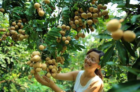 桂圆与荔枝能在什么地方生长，附近水果龙眼种植基地在哪里。 桂圆与荔枝能在什么地方生长，附近水果龙眼种植基地在哪里。 水果种植