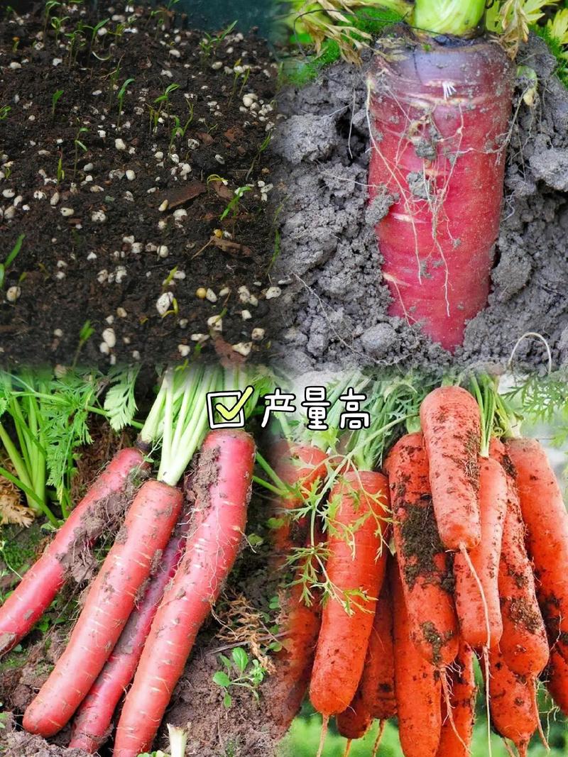 北方几月在外面阳台种植红萝卜，阳台种植水果胡萝卜好吗。 北方几月在外面阳台种植红萝卜，阳台种植水果胡萝卜好吗。 蔬菜种植