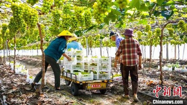 闽北气候适合种植什么水果，福建山地水果种植销售渠道。 闽北气候适合种植什么水果，福建山地水果种植销售渠道。 蔬菜种植