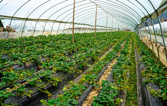 用大棚种什么水果挣钱，大型种植水果基地。 用大棚种什么水果挣钱，大型种植水果基地。 土壤施肥