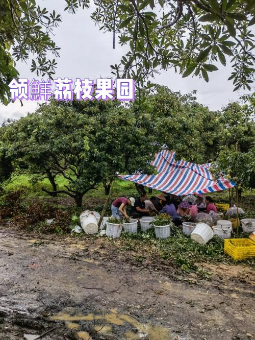 南京市玄武区荔枝广场在什么街道，南京水果荔枝种植基地在哪里。 南京市玄武区荔枝广场在什么街道，南京水果荔枝种植基地在哪里。 家禽养殖