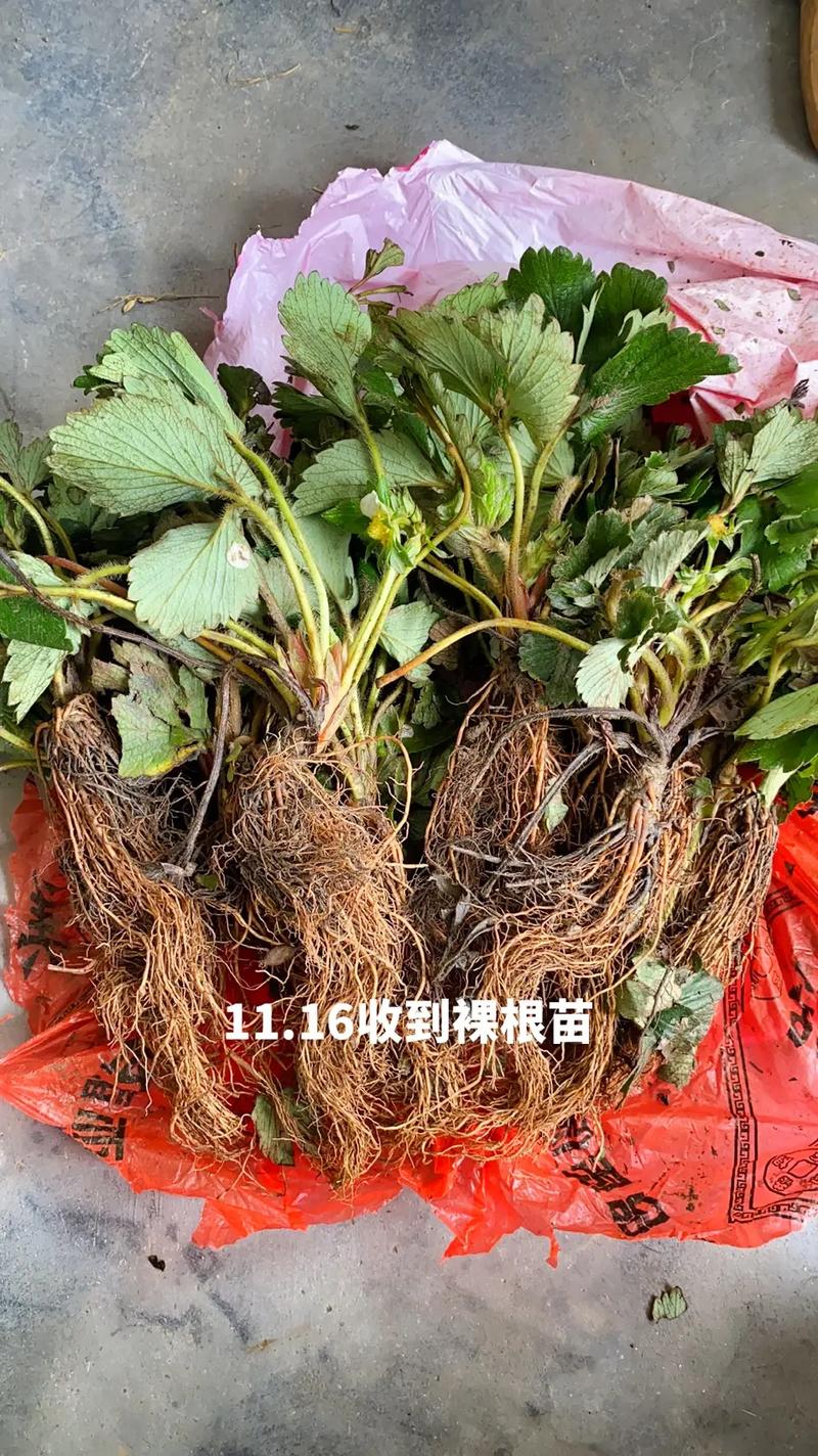 一棵草莓苗能繁殖多少棵小苗？该如何管理，种植草莓图片水果大全大图。 一棵草莓苗能繁殖多少棵小苗？该如何管理，种植草莓图片水果大全大图。 畜牧养殖