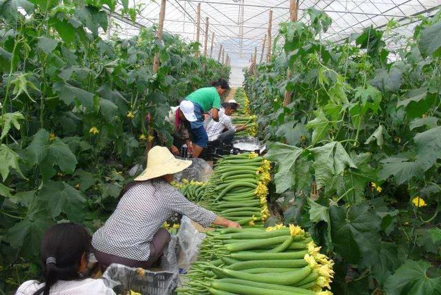 北方蔬菜种植采摘基地，北方蔬菜种植采摘基地地址。 北方蔬菜种植采摘基地，北方蔬菜种植采摘基地地址。 水果种植