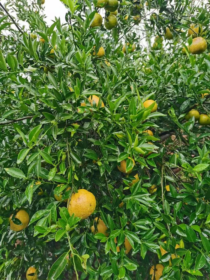 深圳适合种什么水果，新鲜水果种植技术要点。 深圳适合种什么水果，新鲜水果种植技术要点。 家禽养殖