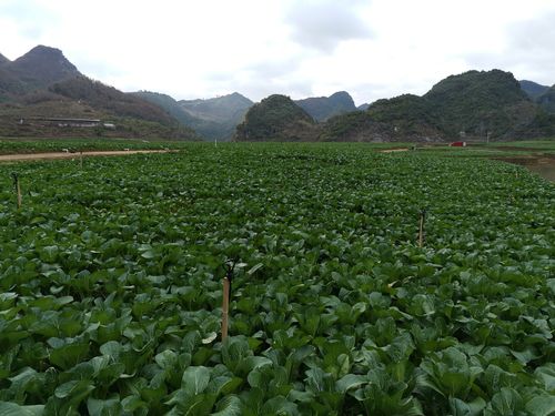 费县水果蔬菜种植基地，本地新鲜水果蔬菜种植基地。 费县水果蔬菜种植基地，本地新鲜水果蔬菜种植基地。 畜牧养殖