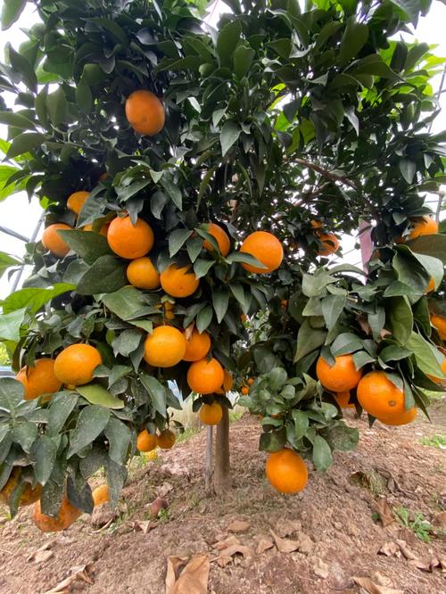 云南柑橘种植面积排行，金华水果苹果种植基地在哪里。 云南柑橘种植面积排行，金华水果苹果种植基地在哪里。 土壤施肥