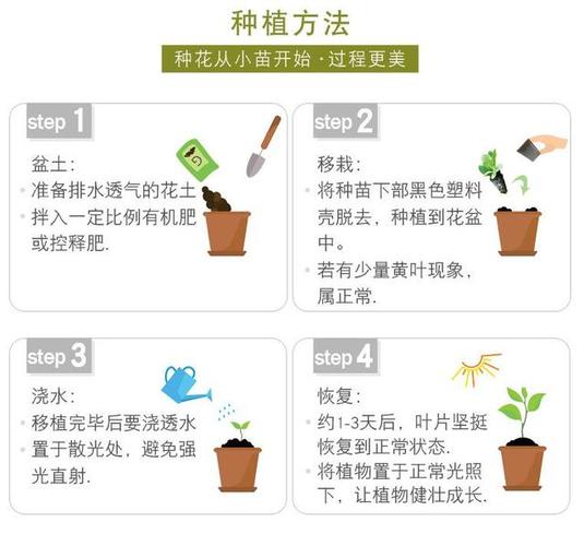 绿叶水果的种植方法图片，绿叶水果的种植方法图片及价格。 绿叶水果的种植方法图片，绿叶水果的种植方法图片及价格。 水果种植