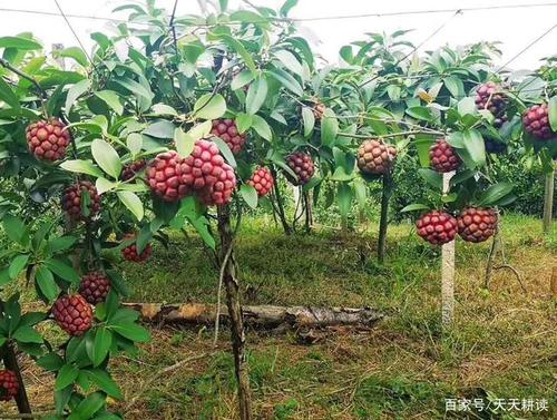 黑老虎是什么？应该如何养植，黑老虎水果种植方式有哪些。 黑老虎是什么？应该如何养植，黑老虎水果种植方式有哪些。 水果种植