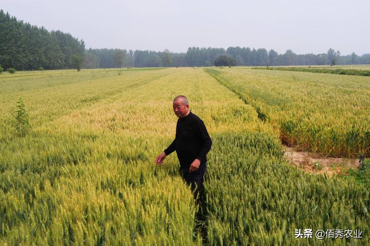 英国小麦亩产量，新西兰北岛热带水果种植基地。 英国小麦亩产量，新西兰北岛热带水果种植基地。 家禽养殖