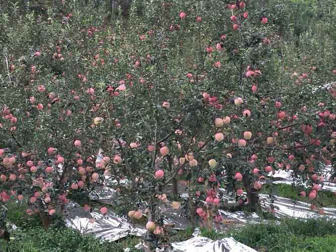 全国苹果种植面积排行榜，彝良水果种植基地在哪里。 全国苹果种植面积排行榜，彝良水果种植基地在哪里。 畜牧养殖