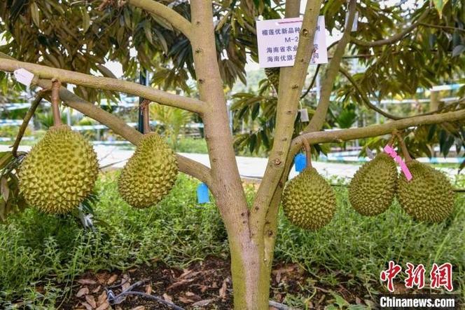 海城榴莲哪家好，澄海种植水果基地在哪里。 海城榴莲哪家好，澄海种植水果基地在哪里。 土壤施肥