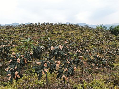 请问在安徽亳州适合种植枇杷树吗，亳州水果种植面积多少亩。 请问在安徽亳州适合种植枇杷树吗，亳州水果种植面积多少亩。 畜牧养殖