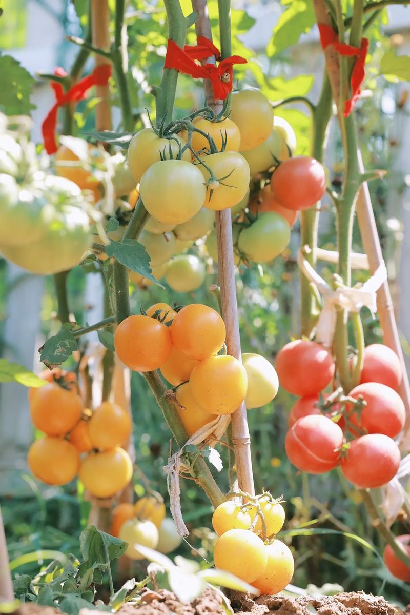 西红柿夏季太热不会红，水果西红柿种植时间。 西红柿夏季太热不会红，水果西红柿种植时间。 土壤施肥