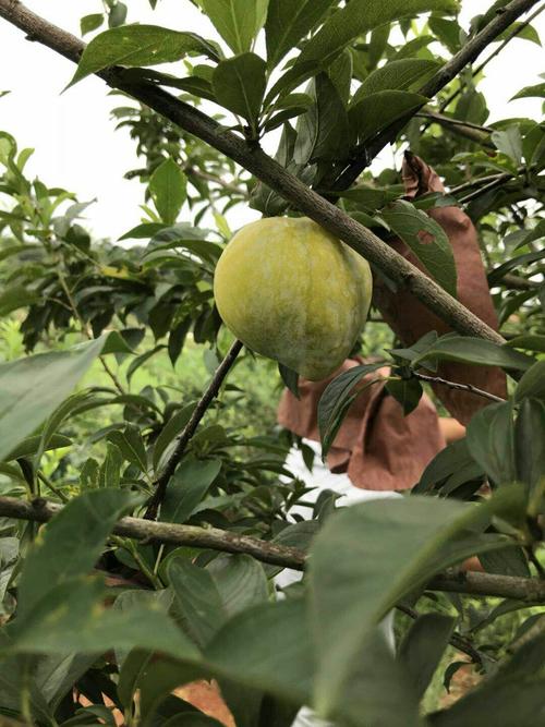 茶的别名和雅号，茶陵水果苗木种植厂家电话。 茶的别名和雅号，茶陵水果苗木种植厂家电话。 畜牧养殖