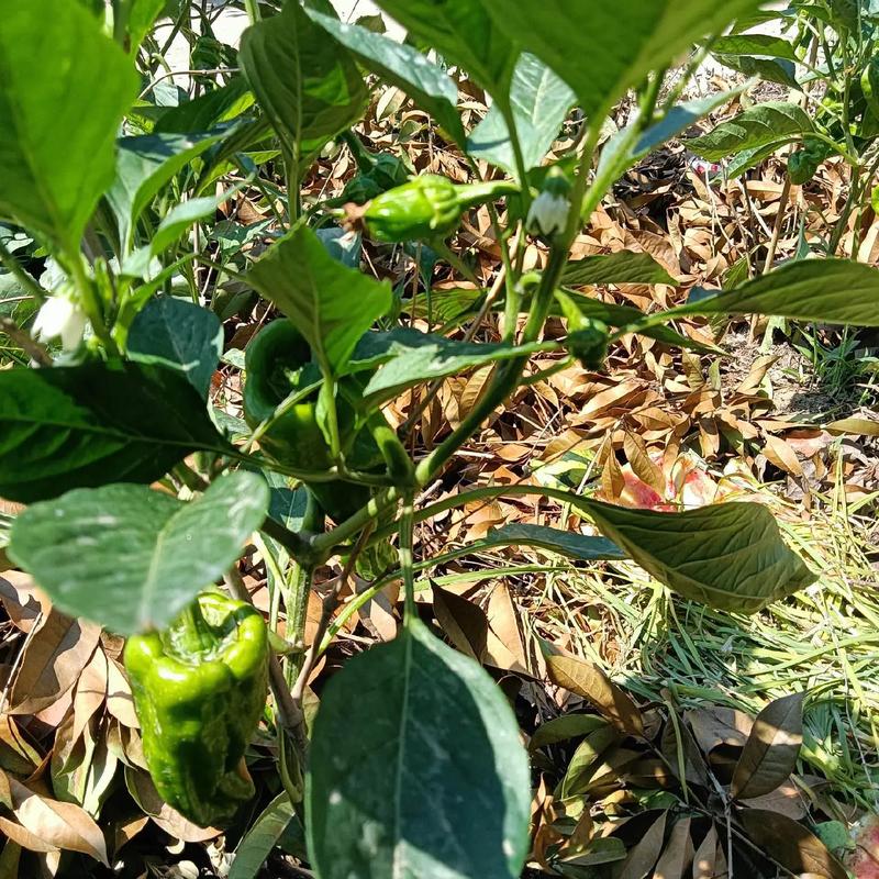 自产自销的农家蔬菜真的就不打农药吗，水果种植基地无农药怎么办。 自产自销的农家蔬菜真的就不打农药吗，水果种植基地无农药怎么办。 家禽养殖