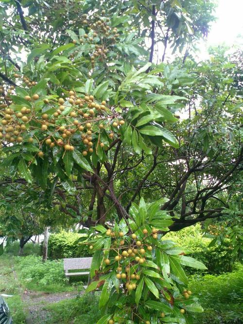 惠州有芒果花吃吗，惠州可以种植什么水果树。 惠州有芒果花吃吗，惠州可以种植什么水果树。 蔬菜种植