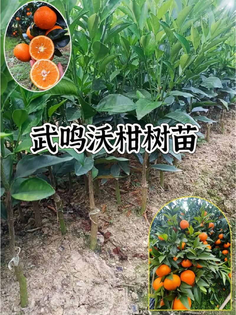 2021年广西种植什么果树前景最好，广西水果种植成功率高吗。 2021年广西种植什么果树前景最好，广西水果种植成功率高吗。 家禽养殖