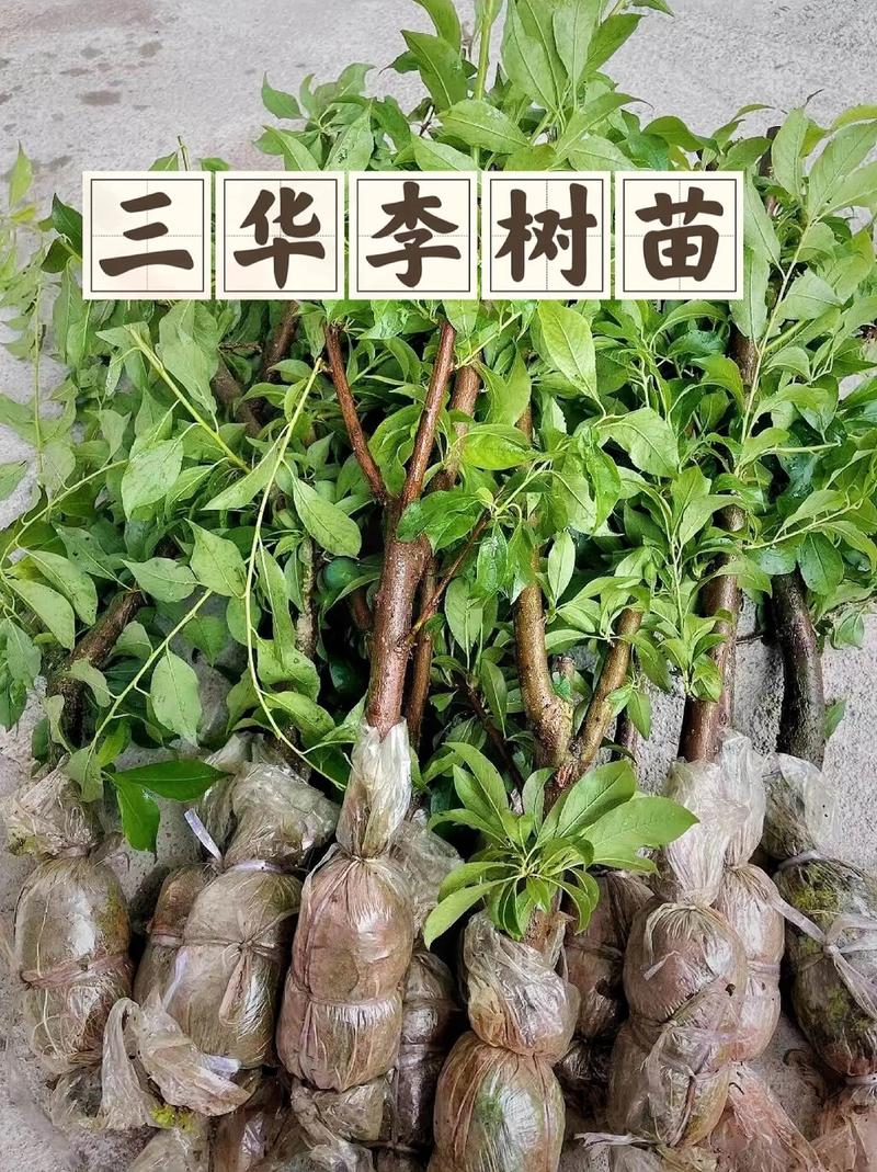 三华李种植技术，东北黑土种植水果有哪些。 三华李种植技术，东北黑土种植水果有哪些。 土壤施肥