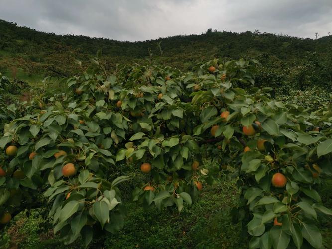 什么地方收南果梨，辽宁大个水果种植基地在哪。 什么地方收南果梨，辽宁大个水果种植基地在哪。 畜牧养殖