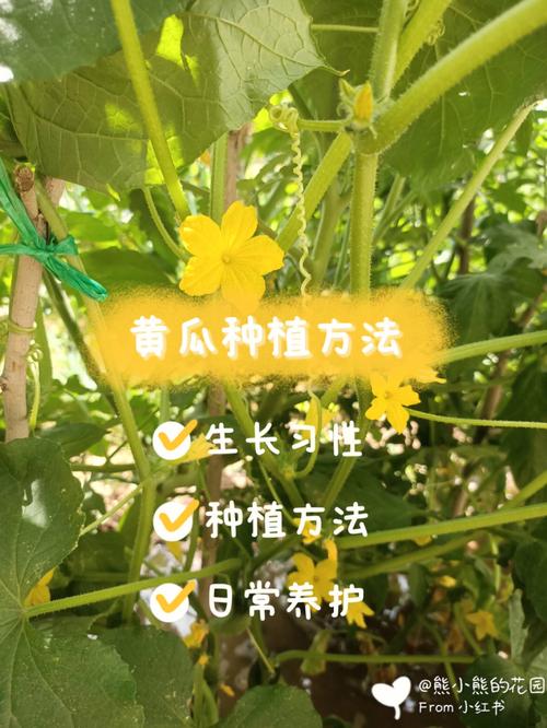 奶油水果黄瓜的种植方法，水果黄瓜种植模式图片。 奶油水果黄瓜的种植方法，水果黄瓜种植模式图片。 畜牧养殖