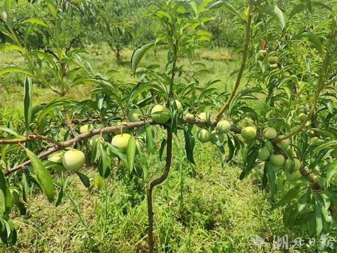 湖北哪些地方适合种植蜂糖李，恩施台湾水果种植基地。 湖北哪些地方适合种植蜂糖李，恩施台湾水果种植基地。 土壤施肥