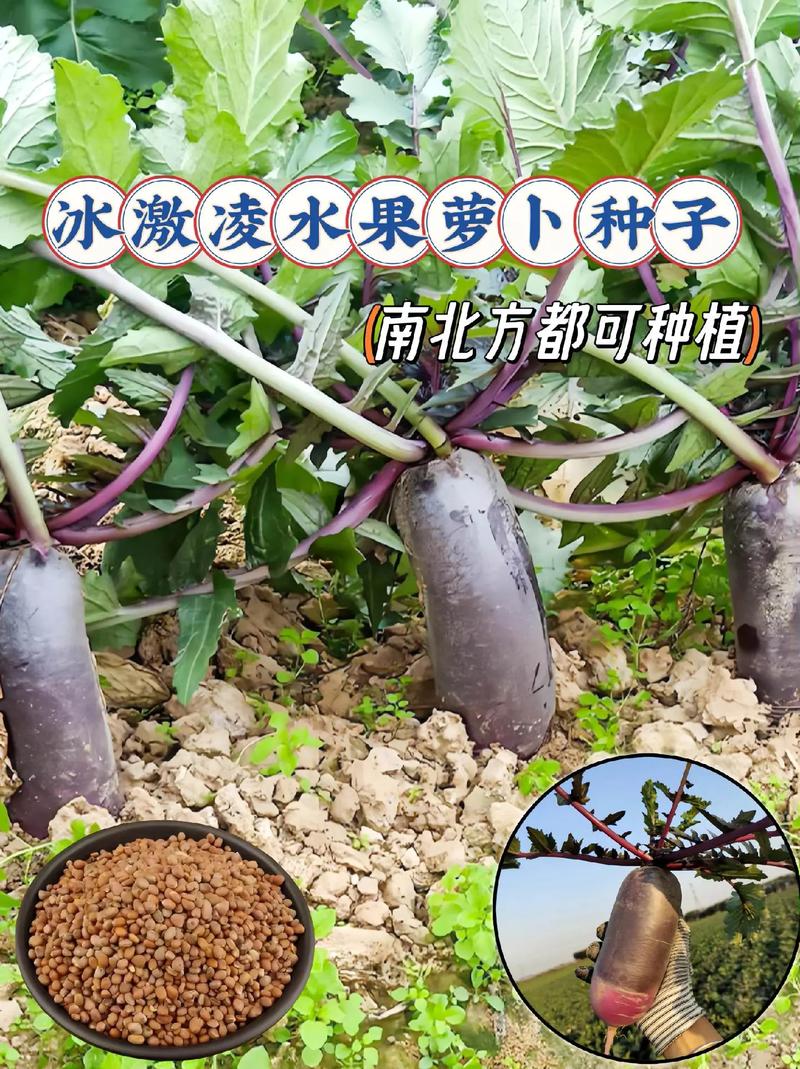 冰淇淋萝卜种植方法和最佳时间，冰淇淋水果种植试验基地在哪里。 冰淇淋萝卜种植方法和最佳时间，冰淇淋水果种植试验基地在哪里。 家禽养殖