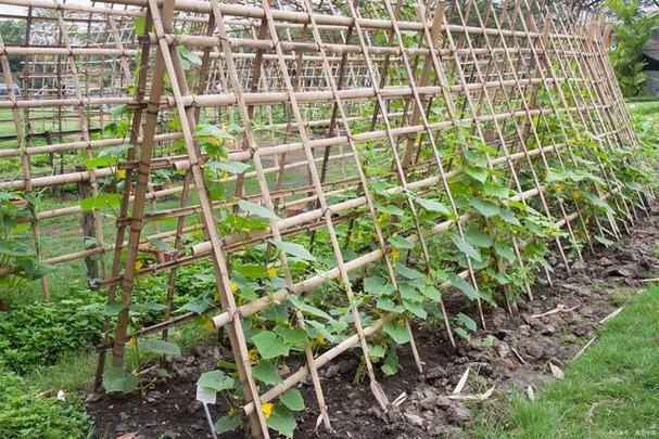 爬满架水果黄瓜的种植方法，家庭水果种植架子图片大全。 爬满架水果黄瓜的种植方法，家庭水果种植架子图片大全。 畜牧养殖