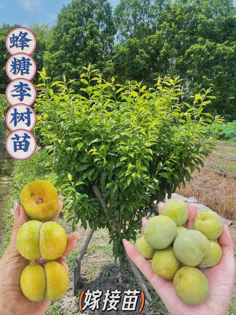 可以在家庭院里种植的水果有哪些，庭院种植水果树苗好吗。 可以在家庭院里种植的水果有哪些，庭院种植水果树苗好吗。 蔬菜种植