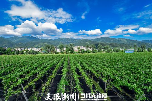 湖北适合种植什么果树，日照水果种植基地在哪里。 湖北适合种植什么果树，日照水果种植基地在哪里。 畜牧养殖