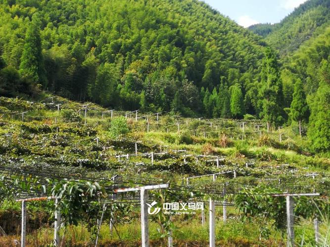 义乌森林公园几点开门，东阳水果种植基地在哪里。 义乌森林公园几点开门，东阳水果种植基地在哪里。 土壤施肥