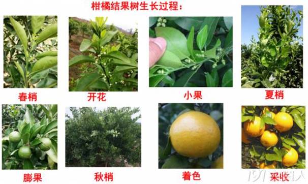 怎么种植橘子，水果桔子怎么种植技术视频。 怎么种植橘子，水果桔子怎么种植技术视频。 畜牧养殖