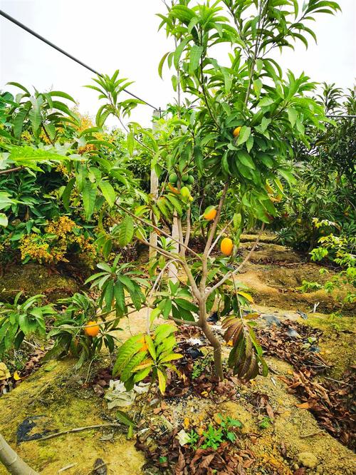 湖北适合栽哪些果树，湖北种植水果树苗有哪些。 湖北适合栽哪些果树，湖北种植水果树苗有哪些。 土壤施肥