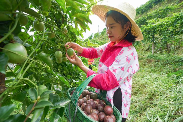 百香果如何种植,百香果种植技术教育视频，农民种植水果过程视频播放。 百香果如何种植,百香果种植技术教育视频，农民种植水果过程视频播放。 蔬菜种植