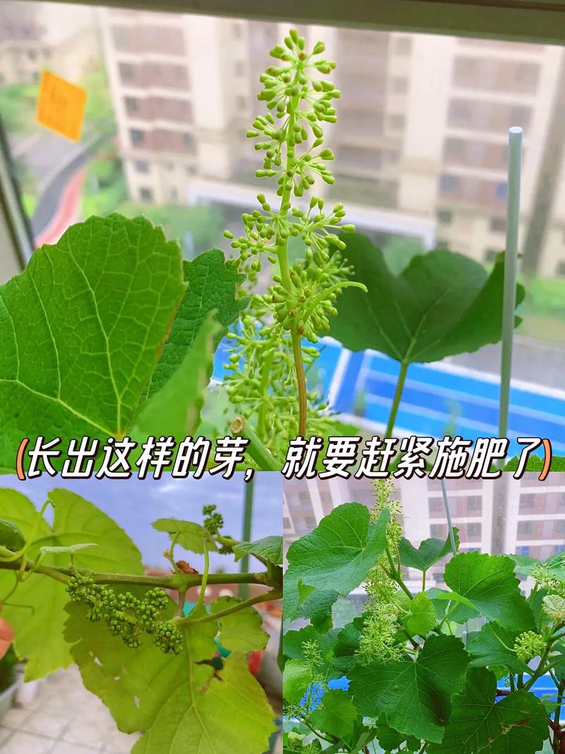 水果不打农药怎样种植葡萄，种植水果葡萄首选什么肥料。 水果不打农药怎样种植葡萄，种植水果葡萄首选什么肥料。 水果种植