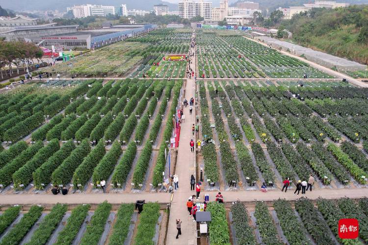 广州5月适合种什么蔬菜，广州适合水果种植的地方。 广州5月适合种什么蔬菜，广州适合水果种植的地方。 家禽养殖