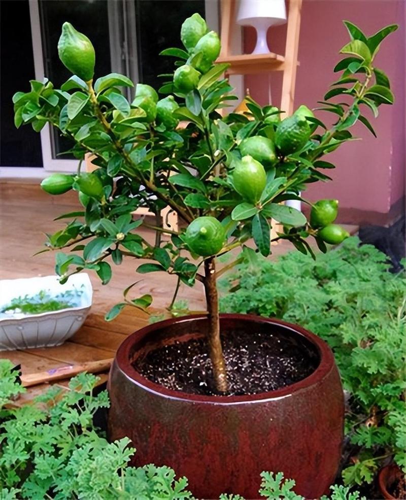 怎样种植水果，怎样种植水果植物视频。 怎样种植水果，怎样种植水果植物视频。 蔬菜种植