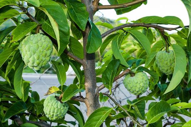 释迦水果怎么样种植，释迦水果怎么种植技术视频。 释迦水果怎么样种植，释迦水果怎么种植技术视频。 土壤施肥