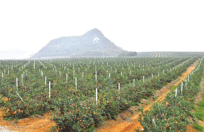 2021广西种植什么最热门，广西高端水果种植基地。 2021广西种植什么最热门，广西高端水果种植基地。 水果种植