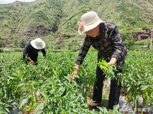 24小时光照能养什么桩榢，树荫下种植水果好吗。 24小时光照能养什么桩榢，树荫下种植水果好吗。 水果种植