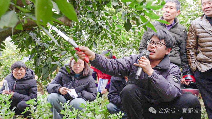 宜兴特色特产，宜兴水果种植技术培训。 宜兴特色特产，宜兴水果种植技术培训。 水果种植