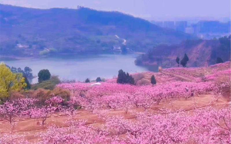 龙泉山桃花谢了吗，宁乡水果种植地图。 龙泉山桃花谢了吗，宁乡水果种植地图。 畜牧养殖