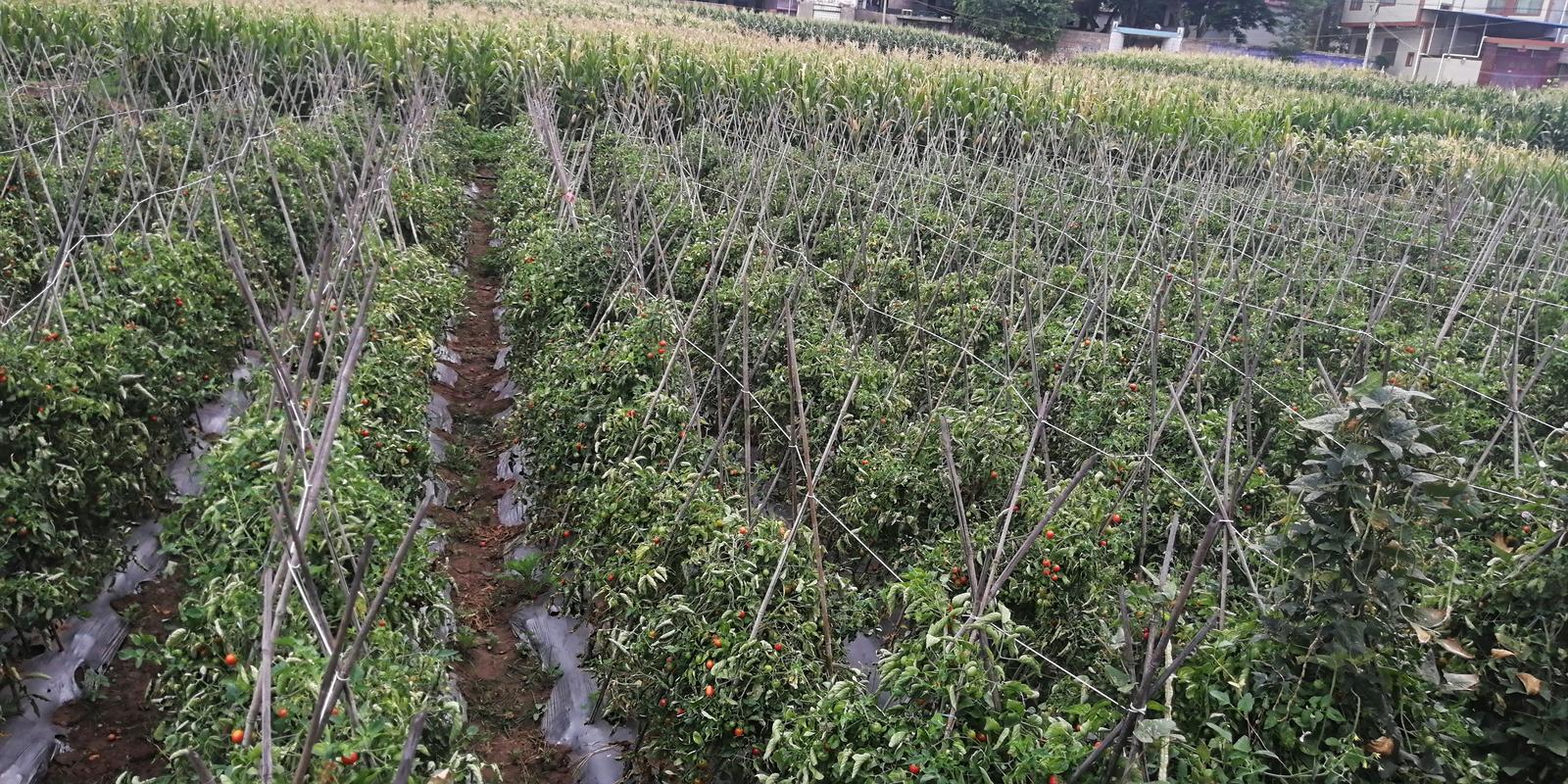 云南元谋适合种什么菜，曲靖水果番茄种植基地在哪里。 云南元谋适合种什么菜，曲靖水果番茄种植基地在哪里。 水果种植