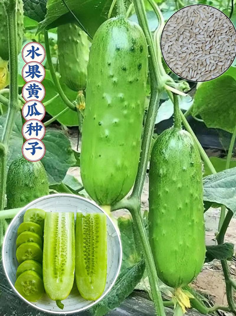 水果黄瓜种植成本和利润，水果种植业利润率。 水果黄瓜种植成本和利润，水果种植业利润率。 水果种植