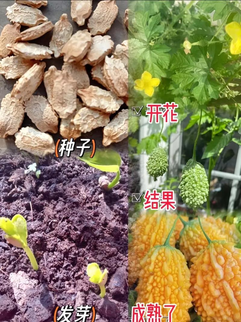 什么水果最容易种，种植水果哪个好种。 什么水果最容易种，种植水果哪个好种。 蔬菜种植